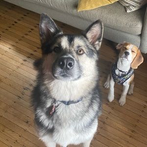 Meet your Posher, Ava